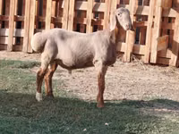 Carnero, Rhon sheep — foto 8