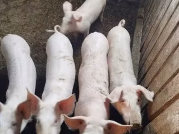 Schweine (Partie, Geschlecht nicht angegeben), 