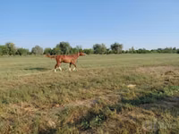 حصان, Akhal-Teke — الصورة 1