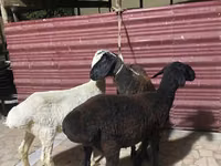 Sheep (batch, sex not specified), Sheep — photo 2