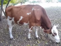 ثور, French Simmental cattle — الصورة 2