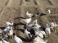 Chickens — foto 3