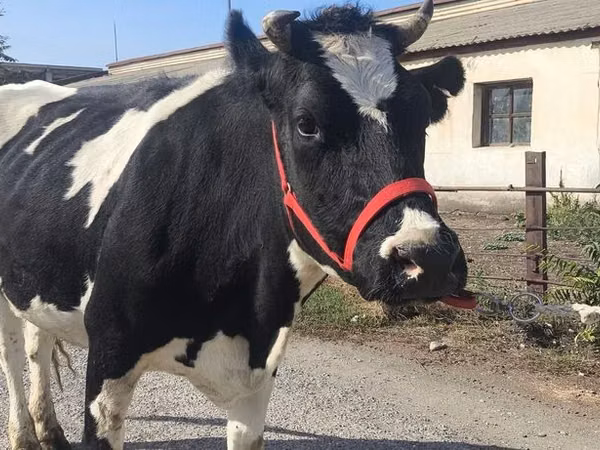 गाय, Russian Black pied cattle