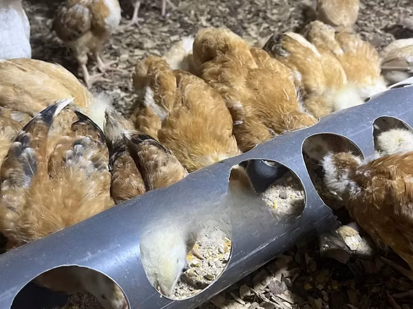 Shamo chickens