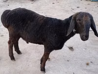 Ram, Sheep — photo 2