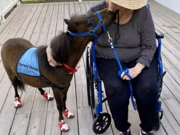 公马, Miniature horse