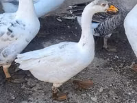 Geese — photo 2