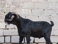 बकरा, बकरियाँ — फ़ोटो 1