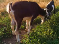 Billy Goat, Goats — photo 3