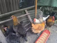 Chickens — 照片 4