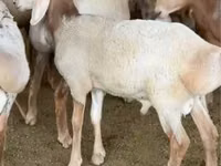 मेढ़ा, Arashan sheep — फ़ोटो 1