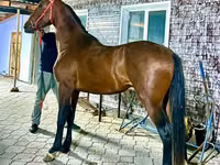 公马, Orlov Trotter — 照片 1