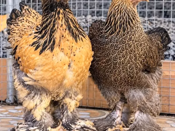 Brahma
