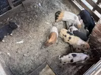 Säue, Schweine — Foto 2