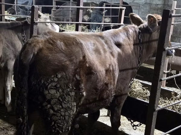 Bull, Cattle