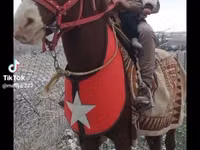 Caballos (lote, sexo no especificado), Mustang — foto 3
