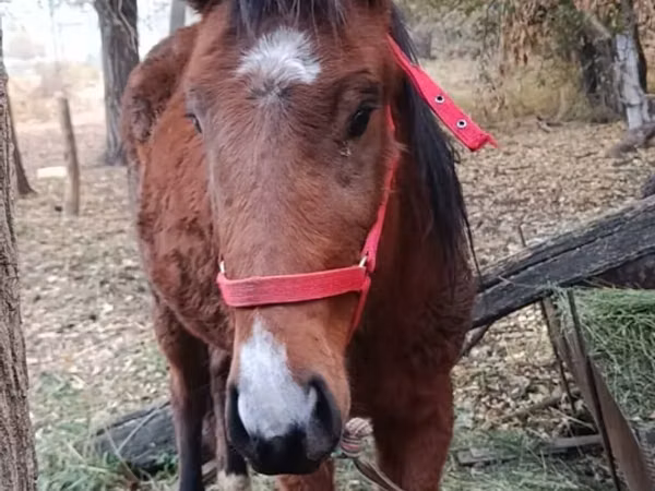 Mare, Horses