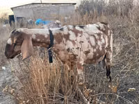 Cabra, Nubian Goat — foto 2