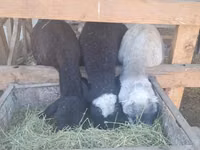 Sheep, Sheep — photo 3
