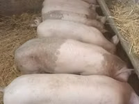 Säue, Schweine — Foto 1