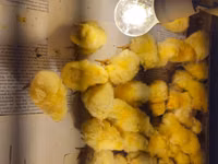 Chickens — الصورة 4