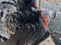 Turkeys — photo 4