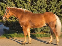 Horse (M), Haflinger — photo 1