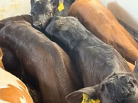 أبقار (دفعة، الجنس غير محدد), Simmental cattle — الصورة 7