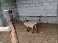 बकरियाँ (लॉट, लिंग निर्दिष्ट नहीं), बकरियाँ — फ़ोटो 2