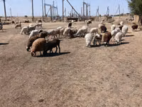 Sheep, Edilbay sheep — photo 8