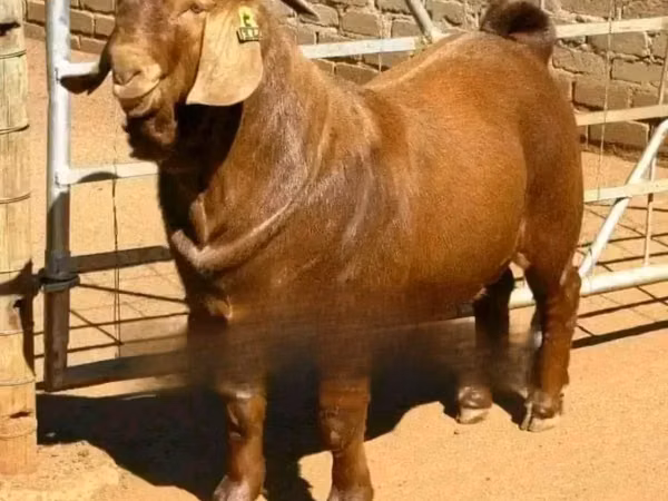 Billy Goat, Boer goat