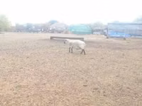 كبش, Shroshire sheep — الصورة 4