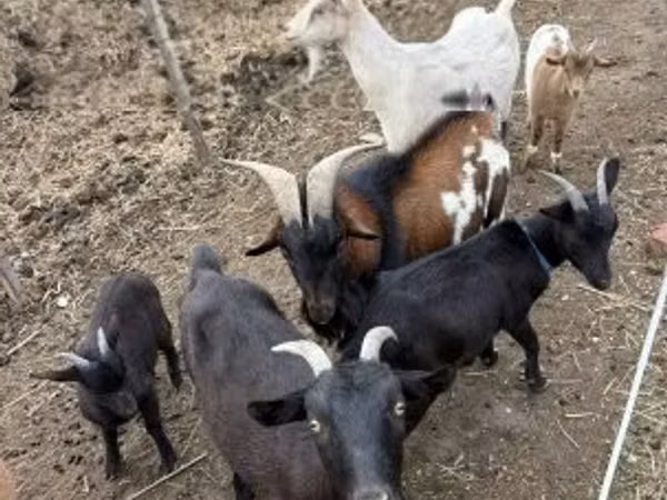山羊（批次，未指定性别）, Goats