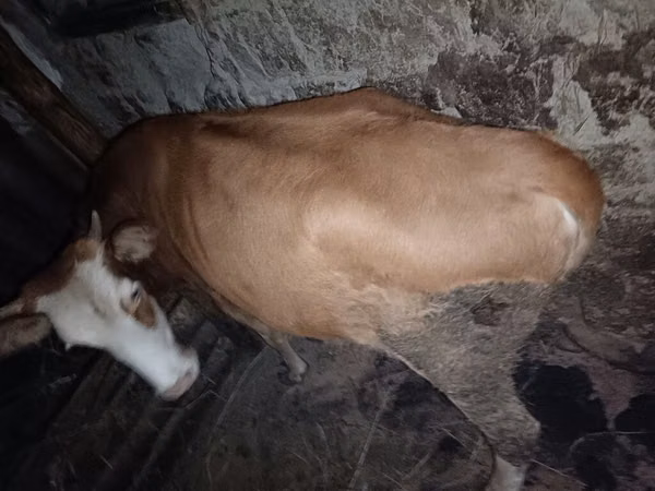 母牛, Red-spotted breed