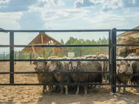 Ram, Kuibyshev sheep — photo 1
