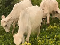 Cow, Cattle — photo 1