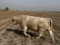 Toro, Raza Auliékol — foto 4