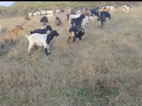 Goat, Goats — photo 1