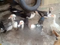 pato criollo doméstico — foto 3