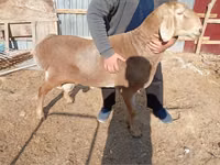 Widder, Rhon sheep — Foto 2