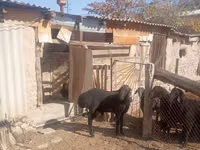 كبش, Ordabasy sheep — الصورة 1