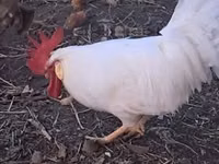 लेघोर्न — फ़ोटो 4