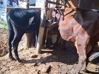Vaca, Red Estonian cattle — foto 5