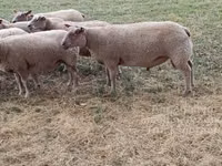 मेढ़ा, Charollais sheep — फ़ोटो 2