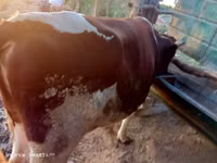 Bull, Simmental cattle — photo 1