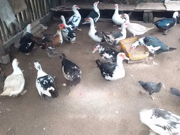 Domestic Muscovy