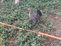 Chickens — 照片 6