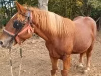 Horse (M), Horses — photo 4