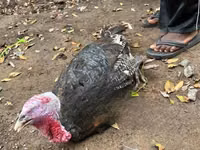 Turkeys — photo 1