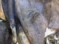 गाय, Swiss cattle — फ़ोटो 3